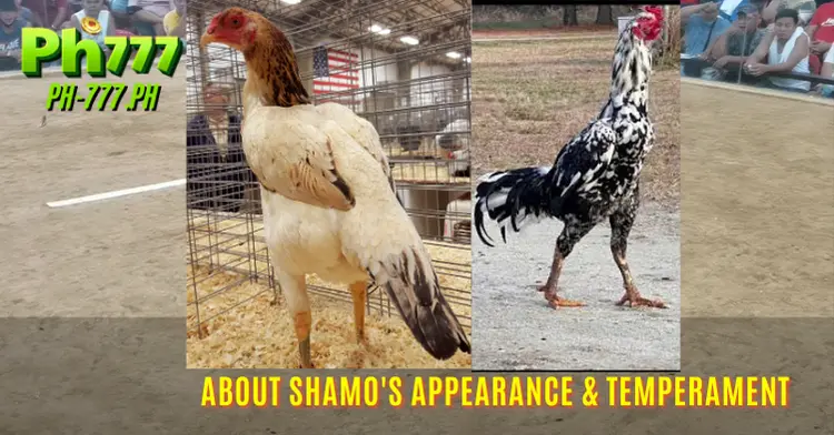 About Shamo's appearance & temperament