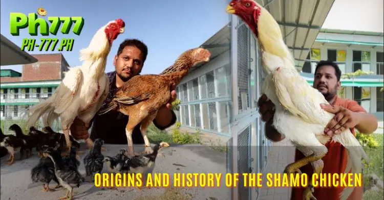 Origins and History of the Shamo Chicken