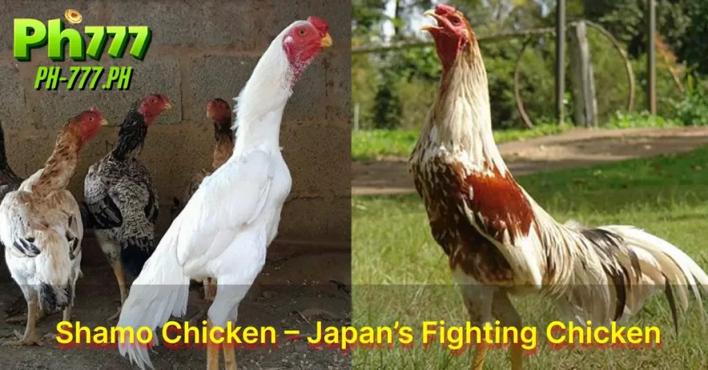 Shamo Chicken – Japan’s Fighting Chicken