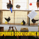 Metal Spurred Cockfighting at Ph777