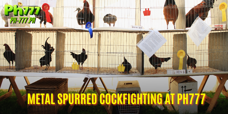 Metal Spurred Cockfighting at Ph777